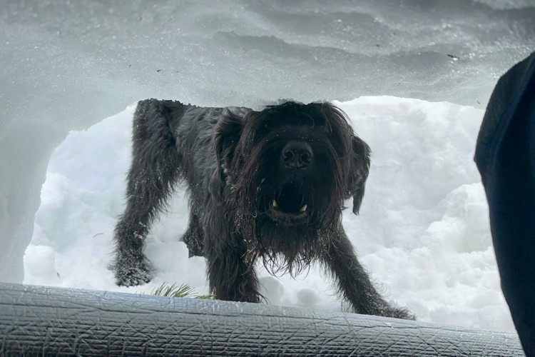 Cvičení kynologů hasičského záchranného sboru v Tatrách