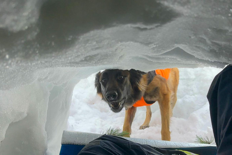 Cvičení kynologů hasičského záchranného sboru v Tatrách