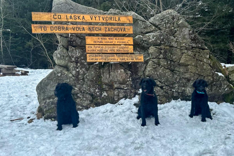 Cvičení kynologů hasičského záchranného sboru v Tatrách