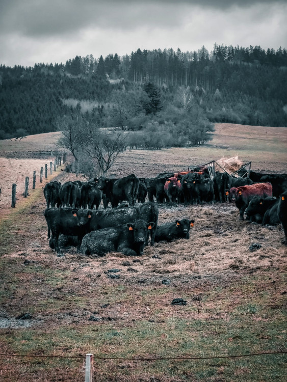 FOTOGALERIE: Tajemné a romantické okolí Valašských Kloubouků