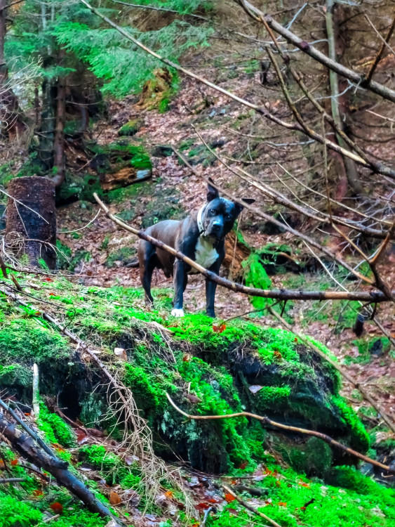 FOTOGALERIE: Jeseníky ukrývají tajemný vodní svět