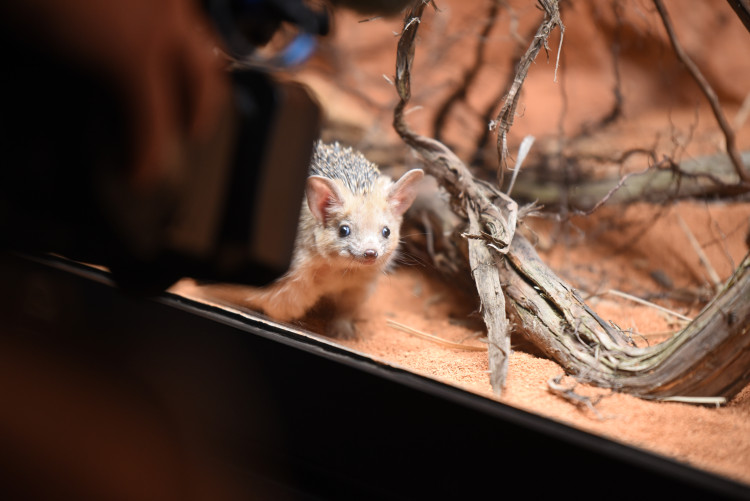 FOTOGALERIE: Nová expozice Gobi v Pražské zoo, aneb návrat "převaláků"