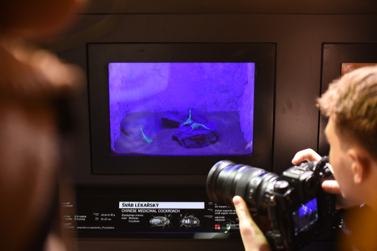 FOTOGALERIE: Nová expozice Gobi v Pražské zoo, aneb návrat "převaláků"