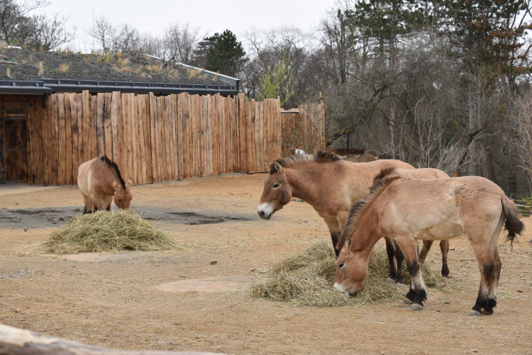 FOTOGALERIE: Nová expozice Gobi v Pražské zoo, aneb návrat "převaláků"