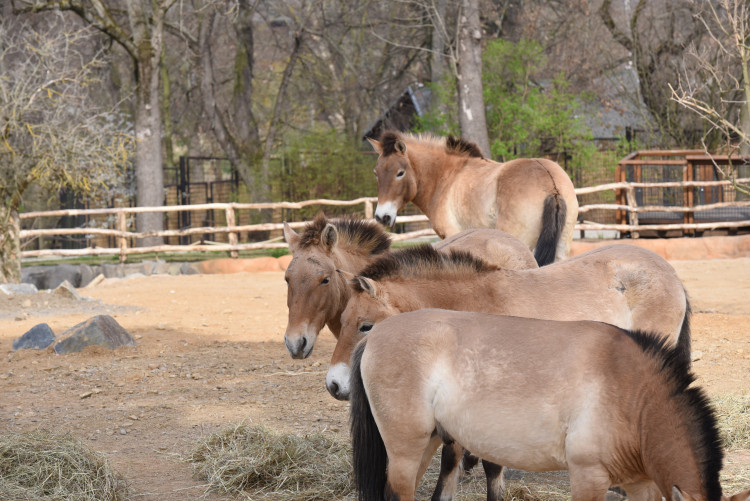 FOTOGALERIE: Nová expozice Gobi v Pražské zoo, aneb návrat "převaláků"