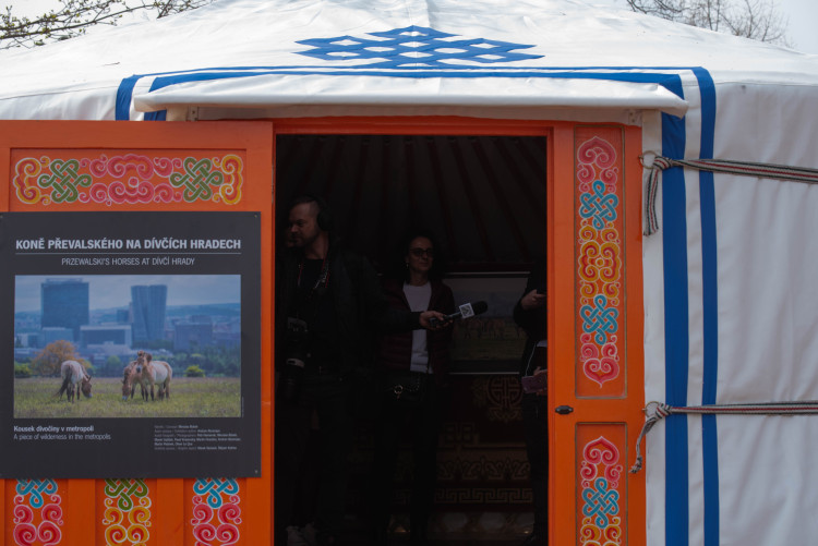 FOTOGALERIE: Nová expozice Gobi v Pražské zoo, aneb návrat "převaláků"