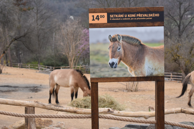 FOTOGALERIE: Nová expozice Gobi v Pražské zoo, aneb návrat "převaláků"
