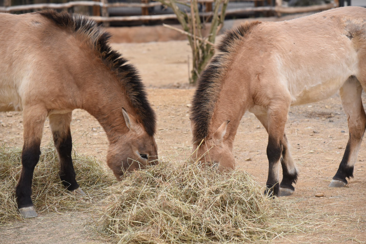 FOTOGALERIE: Nová expozice Gobi v Pražské zoo, aneb návrat "převaláků"