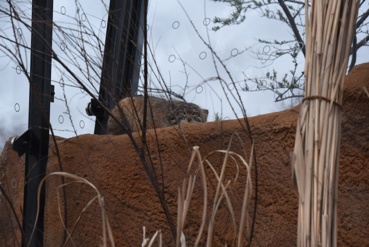 FOTOGALERIE: Nová expozice Gobi v Pražské zoo, aneb návrat "převaláků"