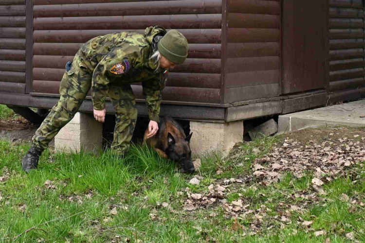 Soutěž psích specialistů na vyhledávání výbušnin a drog