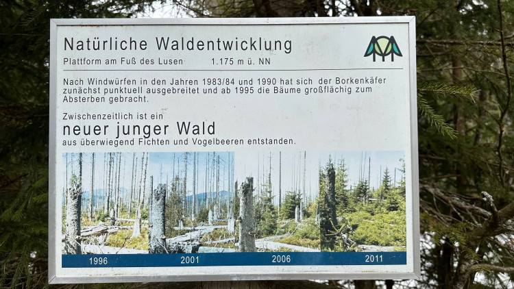 Obnova lesa zničeného kůrovcem