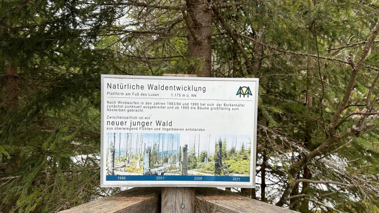 Obnova lesa zničeného kůrovcem