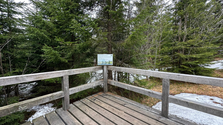 Obnova lesa zničeného kůrovcem