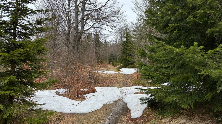 Na tajemnou cestu vedoucí k přechodu Modrý sloup se z německé strany podíváte jen od zákazové cedule. Je uzavřena z důvodu ochrany tetřeva až k přechodu v době od 16. 11. do 14. 7. Z české strany se k tomuto území ze stejného důvodu nedostanete celoročně