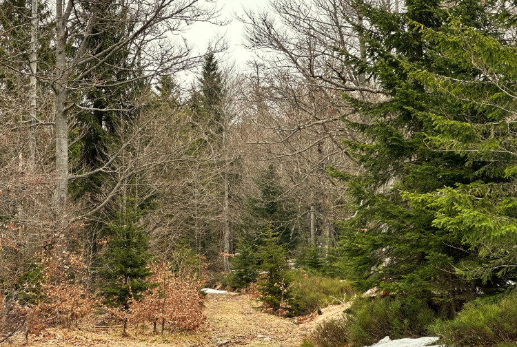 Na tajemnou cestu vedoucí k přechodu Modrý sloup se z německé strany podíváte jen od zákazové cedule. Je uzavřena z důvodu ochrany tetřeva až k přechodu v době od 16. 11. do 14. 7. Z české strany se k tomuto území ze stejného důvodu nedostanete celoročně