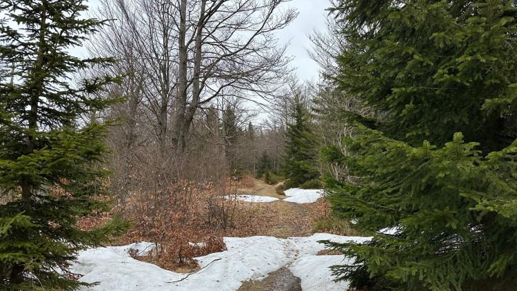 Na tajemnou cestu vedoucí k přechodu Modrý sloup se z německé strany podíváte jen od zákazové cedule. Je uzavřena z důvodu ochrany tetřeva až k přechodu v době od 16. 11. do 14. 7. Z české strany se k tomuto území ze stejného důvodu nedostanete celoročně