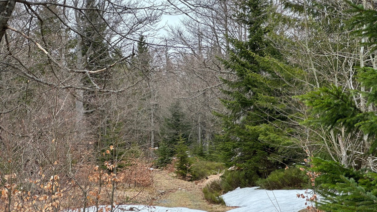 Na tajemnou cestu vedoucí k přechodu Modrý sloup se z německé strany podíváte jen od zákazové cedule. Je uzavřena z důvodu ochrany tetřeva až k přechodu v době od 16. 11. do 14. 7. Z české strany se k tomuto území ze stejného důvodu nedostanete celoročně