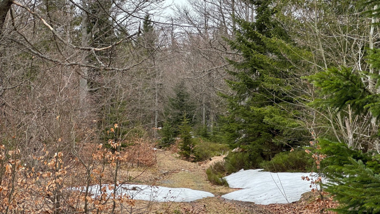 Na tajemnou cestu vedoucí k přechodu Modrý sloup se z německé strany podíváte jen od zákazové cedule. Je uzavřena z důvodu ochrany tetřeva až k přechodu v době od 16. 11. do 14. 7. Z české strany se k tomuto území ze stejného důvodu nedostanete celoročně