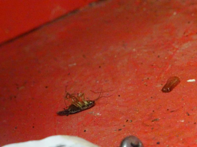 Špína a švábi všude. Inspekce zavřela indické bistro v Budějcích