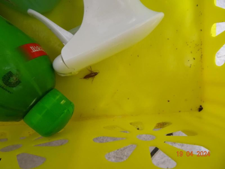 Špína a švábi všude. Inspekce zavřela indické bistro v Budějcích