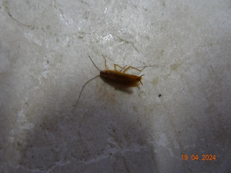 Špína a švábi všude. Inspekce zavřela indické bistro v Budějcích