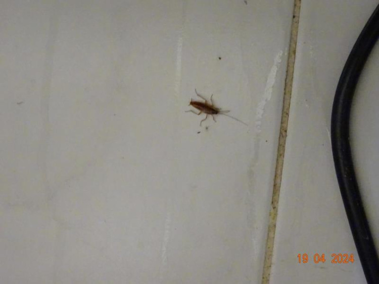 Špína a švábi všude. Inspekce zavřela indické bistro v Budějcích