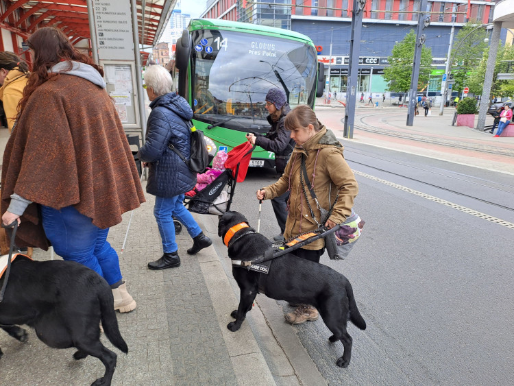 Vodicí psi v ulicích Liberce