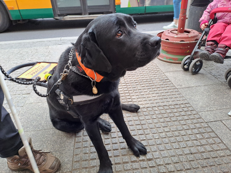 Vodicí psi v ulicích Liberce