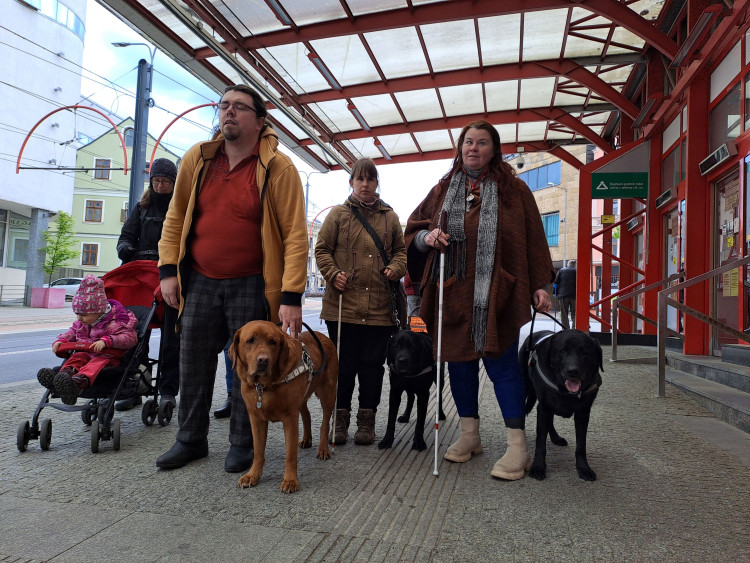 Vodicí psi v ulicích Liberce