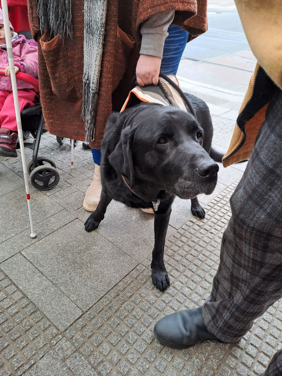 Vodicí psi v ulicích Liberce