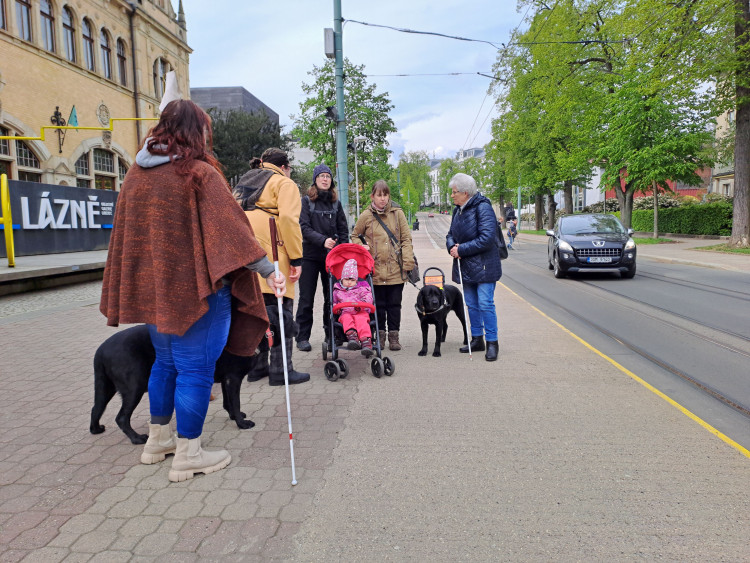 Vodicí psi v ulicích Liberce