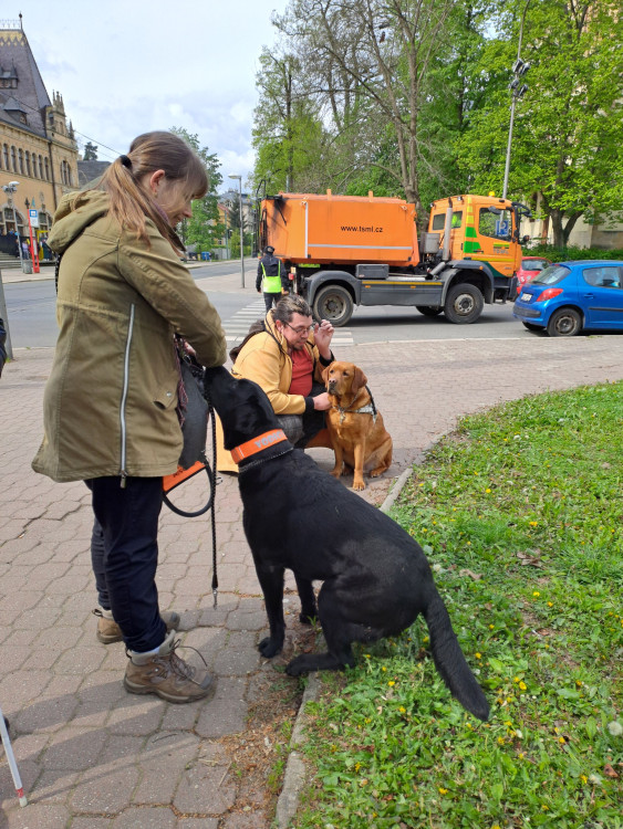 Vodicí psi v ulicích Liberce