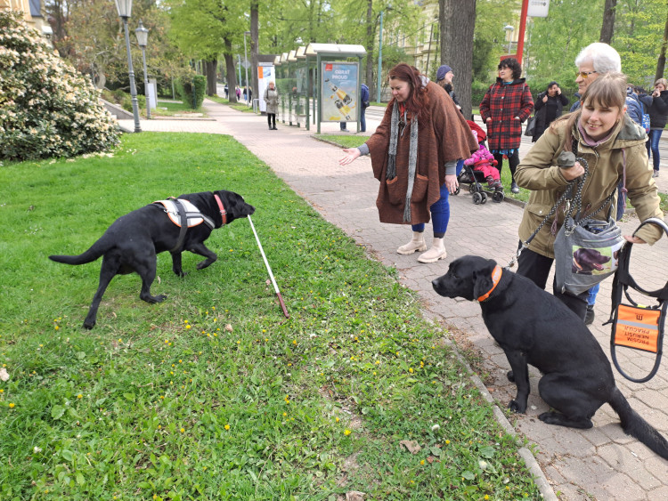 Vodicí psi v ulicích Liberce