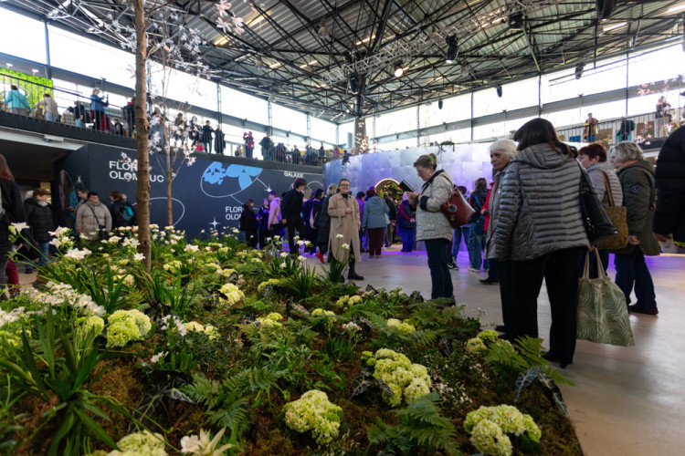 FOTOGALERIE: Galaxie květin se otevřela návštěvníkům, jarní Flora v Olomouc láká davy