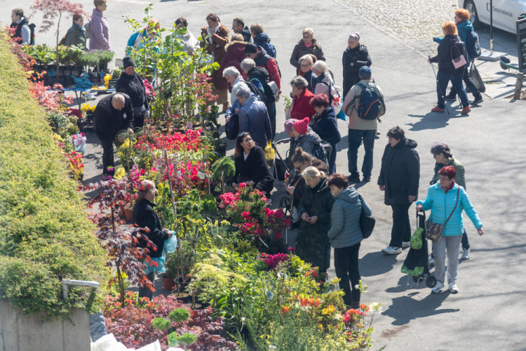 FOTOGALERIE: Galaxie květin se otevřela návštěvníkům, jarní Flora v Olomouc láká davy