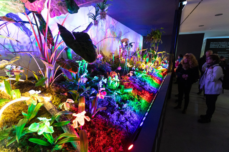 FOTOGALERIE: Galaxie květin se otevřela návštěvníkům, jarní Flora v Olomouc láká davy