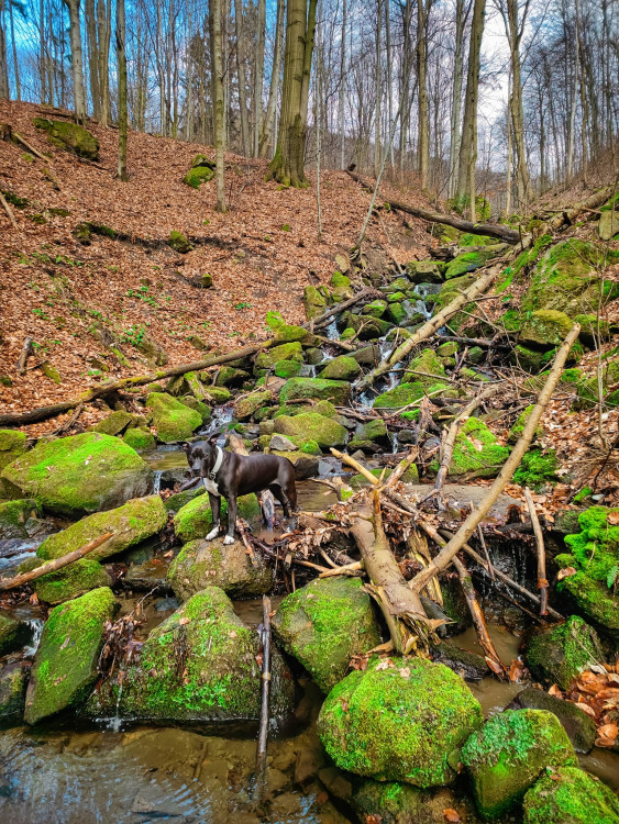 FOTOGALERIE: Osvěžující jarní procházka v srdci Hostýnských vrchů
