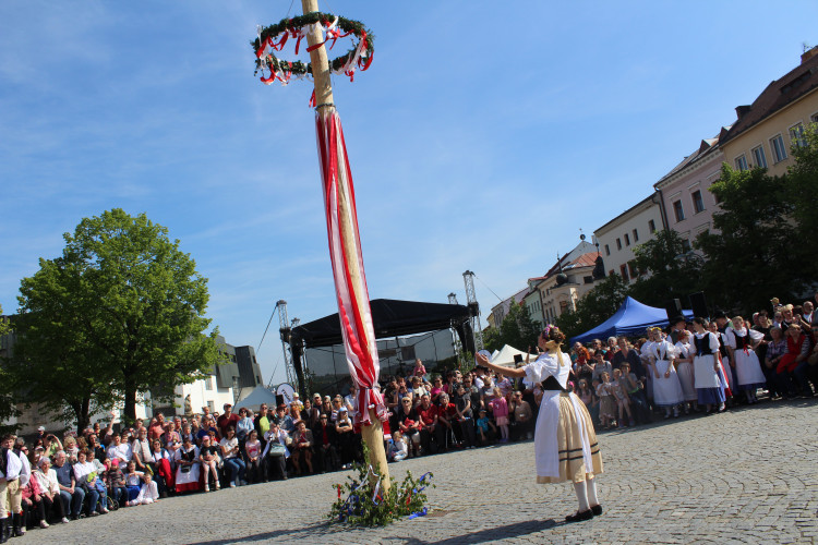 Májové slavnosti se zaplétáním máje v Jihlavě