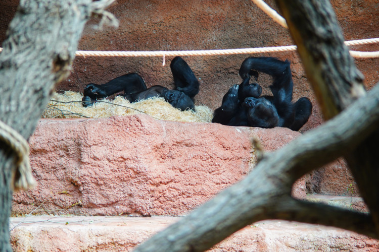 FOTOGALERIE: Legendární Jane Goodallová pokřtila gorilí samičku v pražské zoo. Vybrala pro ni jméno Gaia