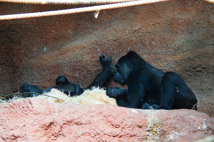 FOTOGALERIE: Legendární Jane Goodallová pokřtila gorilí samičku v pražské zoo. Vybrala pro ni jméno Gaia