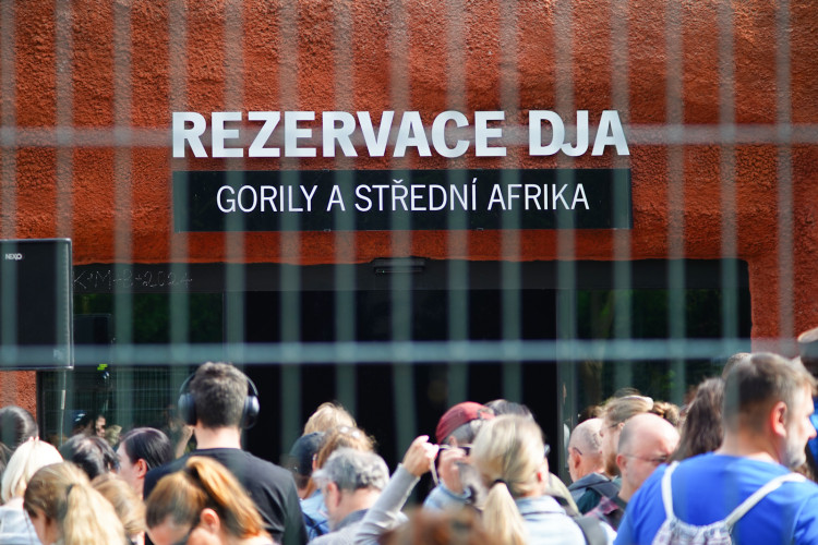 FOTOGALERIE: Legendární Jane Goodallová pokřtila gorilí samičku v pražské zoo. Vybrala pro ni jméno Gaia