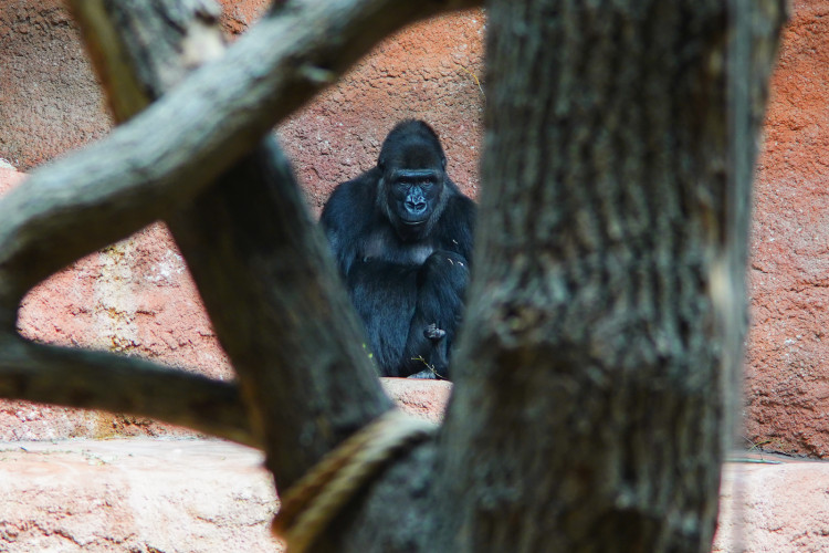 FOTOGALERIE: Legendární Jane Goodallová pokřtila gorilí samičku v pražské zoo. Vybrala pro ni jméno Gaia