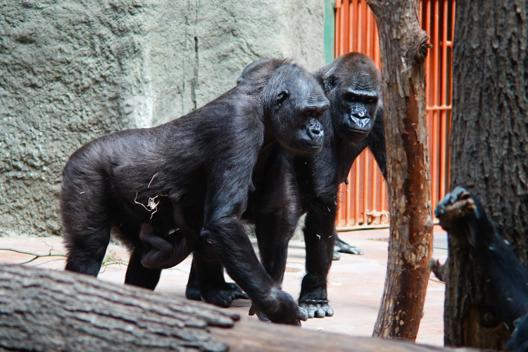 FOTOGALERIE: Legendární Jane Goodallová pokřtila gorilí samičku v pražské zoo. Vybrala pro ni jméno Gaia
