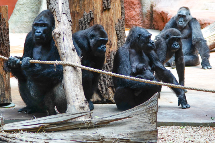FOTOGALERIE: Legendární Jane Goodallová pokřtila gorilí samičku v pražské zoo. Vybrala pro ni jméno Gaia