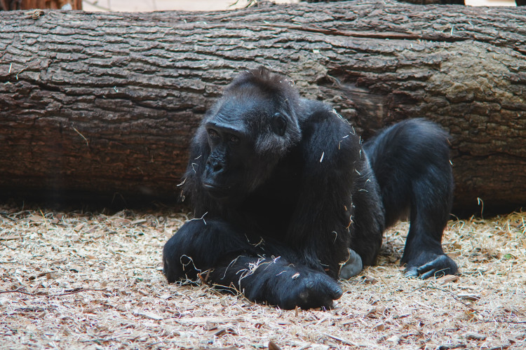 FOTOGALERIE: Legendární Jane Goodallová pokřtila gorilí samičku v pražské zoo. Vybrala pro ni jméno Gaia