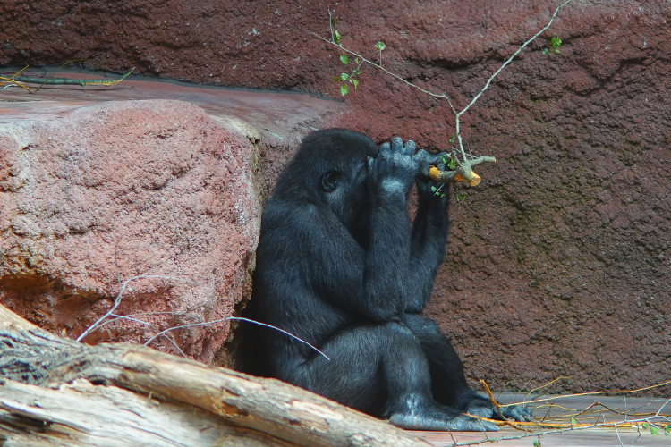 FOTOGALERIE: Legendární Jane Goodallová pokřtila gorilí samičku v pražské zoo. Vybrala pro ni jméno Gaia