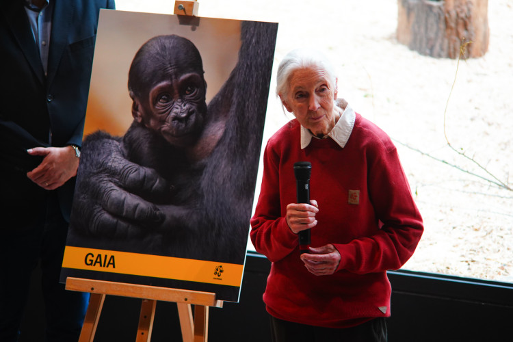 FOTOGALERIE: Legendární Jane Goodallová pokřtila gorilí samičku v pražské zoo. Vybrala pro ni jméno Gaia