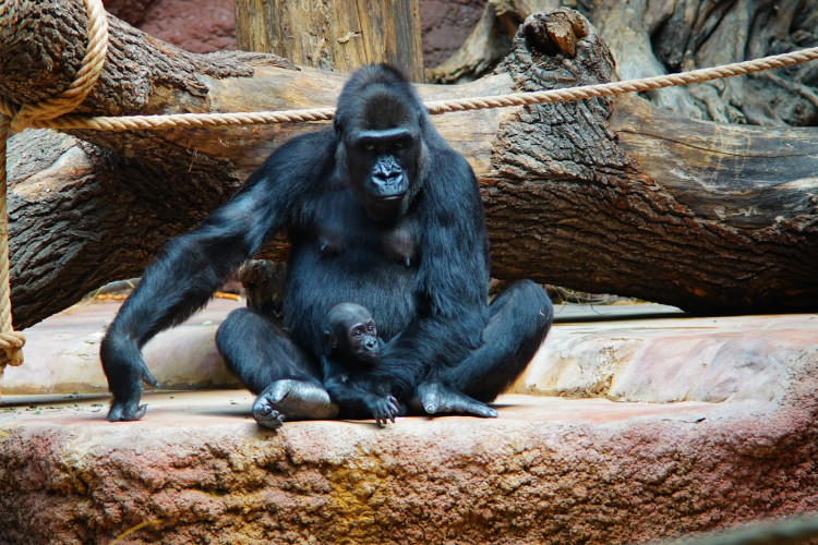 FOTOGALERIE: Legendární Jane Goodallová pokřtila gorilí samičku v pražské zoo. Vybrala pro ni jméno Gaia