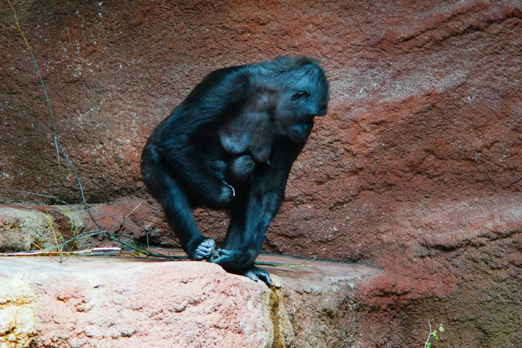FOTOGALERIE: Legendární Jane Goodallová pokřtila gorilí samičku v pražské zoo. Vybrala pro ni jméno Gaia