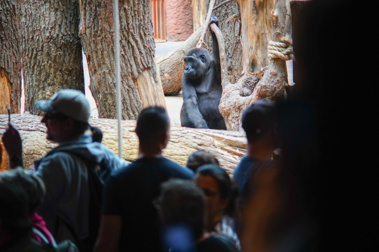 FOTOGALERIE: Legendární Jane Goodallová pokřtila gorilí samičku v pražské zoo. Vybrala pro ni jméno Gaia